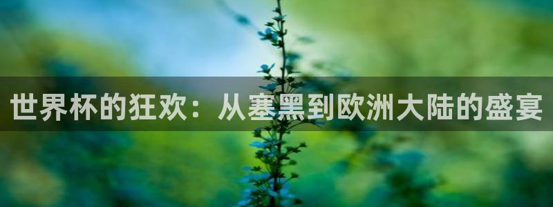 今年的世界杯:世界杯的狂欢:从塞黑到欧洲大陆的盛宴